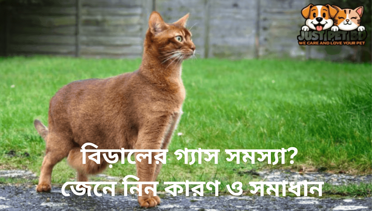 বিড়ালের গ্যাস সমস্যা? জেনে নিন কারণ ও সমাধান!