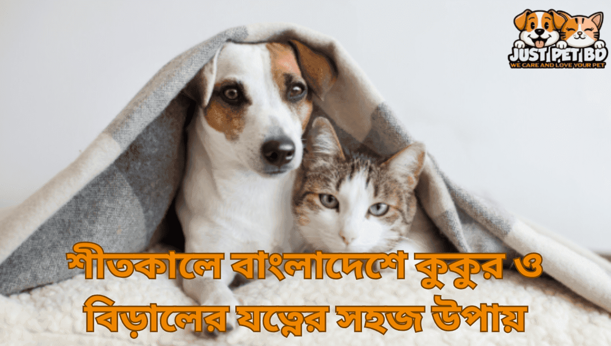 শীতকালে বাংলাদেশে কুকুর ও বিড়ালের যত্নের সহজ উপায়