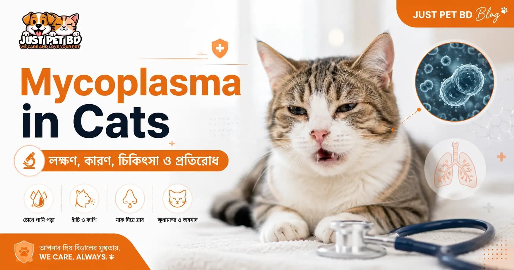 Mycoplasma in Cats বিড়ালের মাইকোপ্লাজমা ইনফেকশন, লক্ষণ, কারণ, চিকিৎসা ও প্রতিরোধ